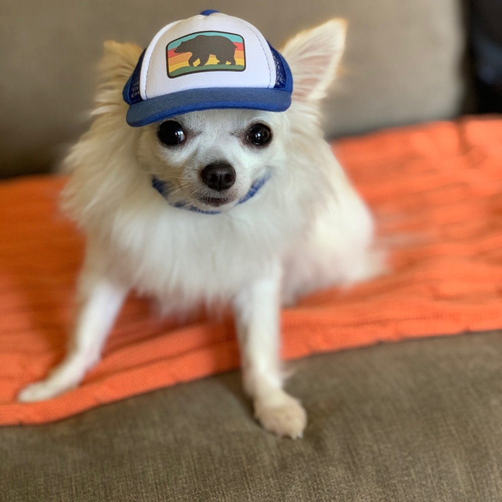 Meet your Posher, Monica